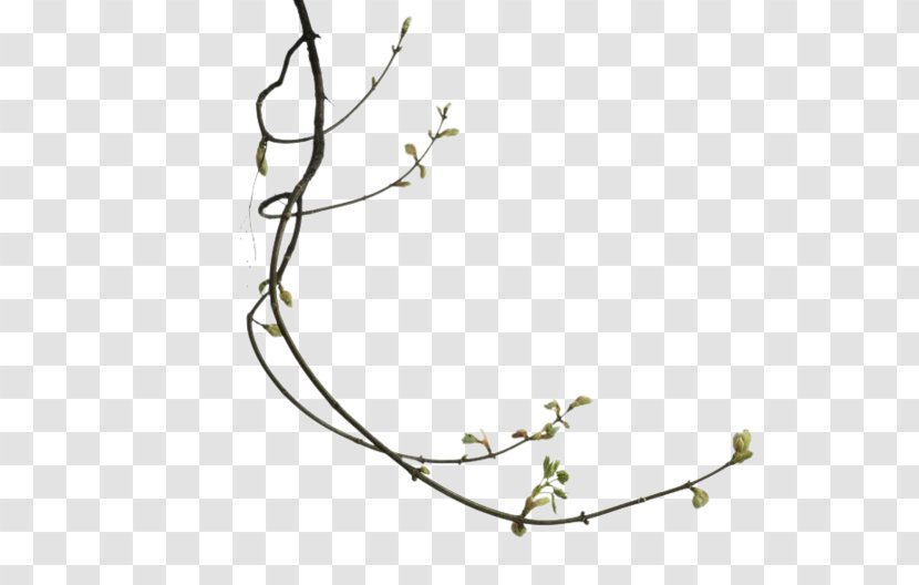 Twig Branch Leaf - Flowering Plant Transparent PNG