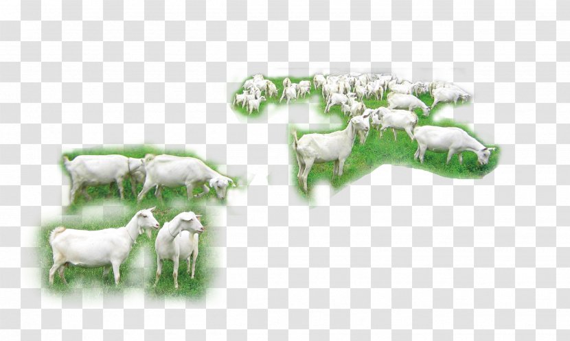 Goat Sheep Cattle Herd - Of Goats Transparent PNG