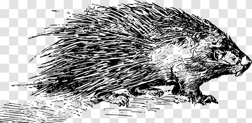 Hedgehog Beaver Porcupine Baby Quill - Silhouette Illustration Transparent PNG