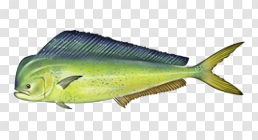 Mahi-mahi Fishing Recreational Game Fish - Salmon Transparent PNG