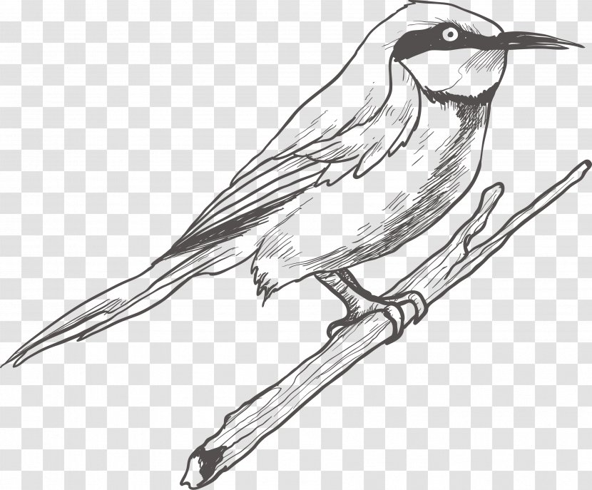 Bird Drawing Sketch - Designer Transparent PNG