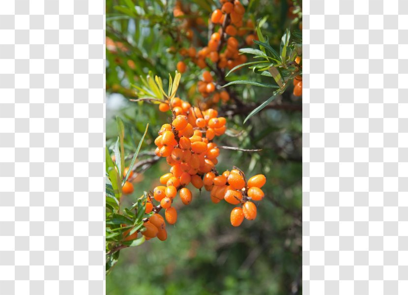 Gooseberry Seaberry Blackcurrant Shrub Fruit Tree - Plant Transparent PNG