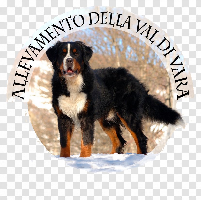 Bernese Mountain Dog Breed Greater Swiss Entlebucher Cane Corso - Group - Puppy Transparent PNG