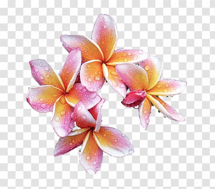 Flower Frangipani Petal Pink Plant - Cattleya Moth Orchid Transparent PNG