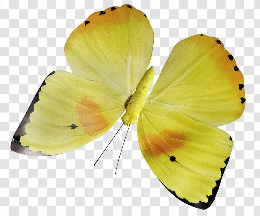 Butterfly Yellow Insect Flower Pollinator - Brush Footed Transparent PNG