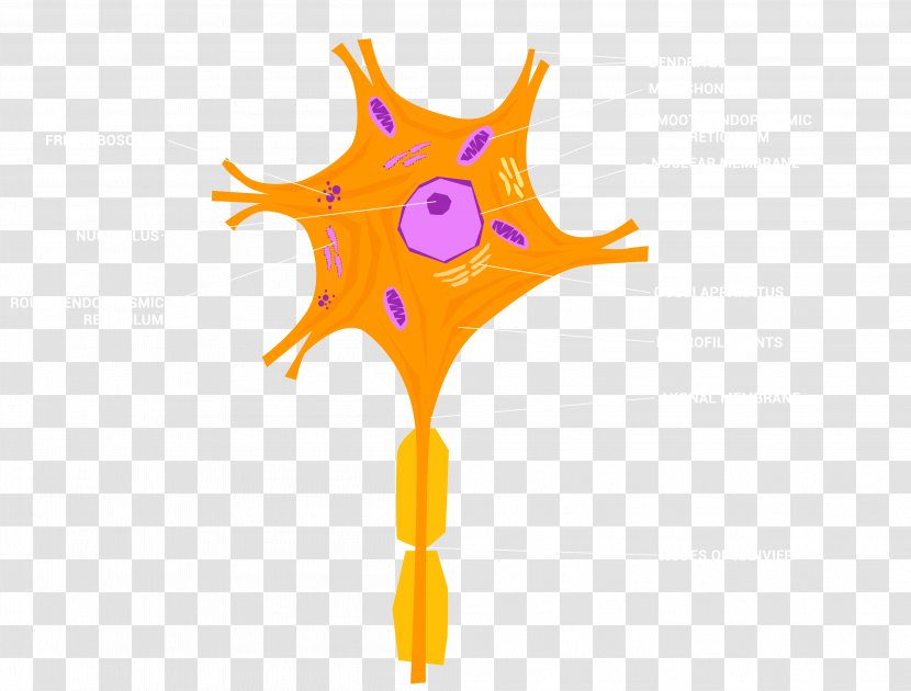 Mirror Neuron Cell Nervous System Nerve - Tissue Transparent PNG