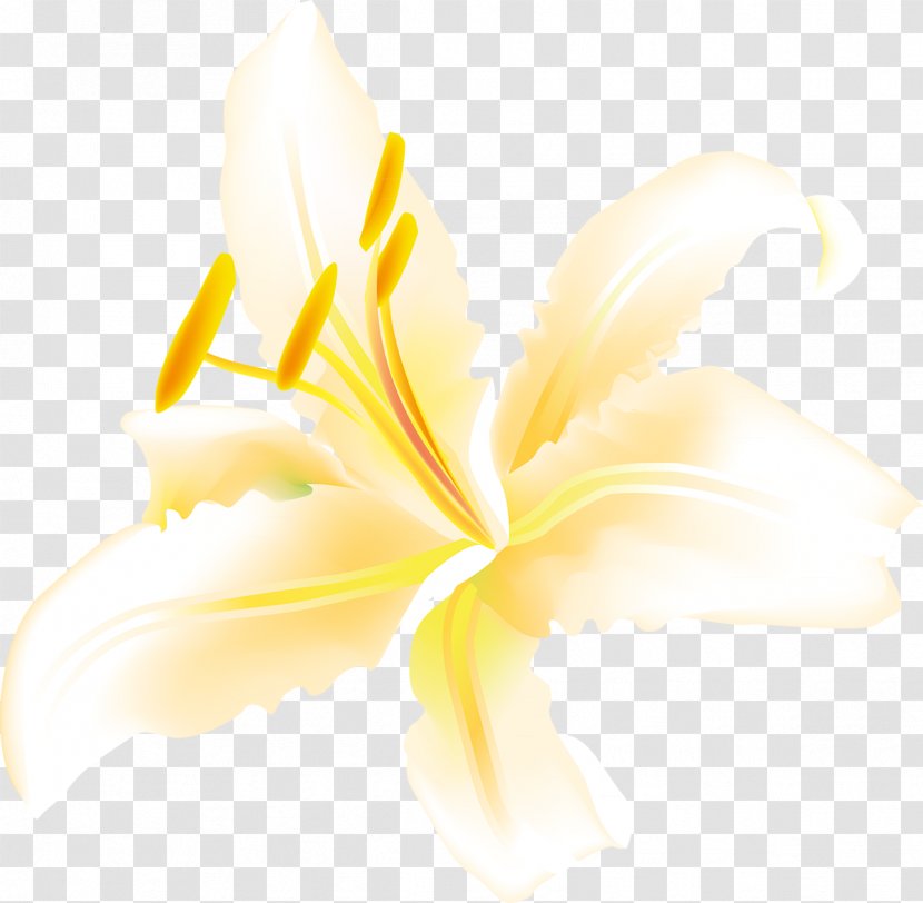 Flowering Plant Petal Desktop Wallpaper - Flower - Lily Transparent PNG