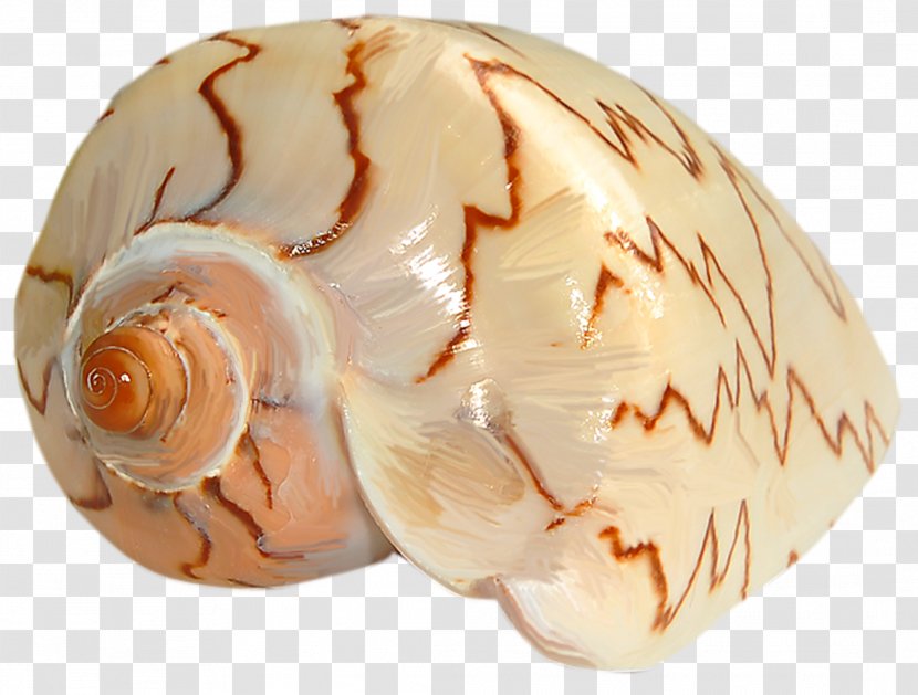Seashell Sea Snail Clip Art - Shell Transparent PNG