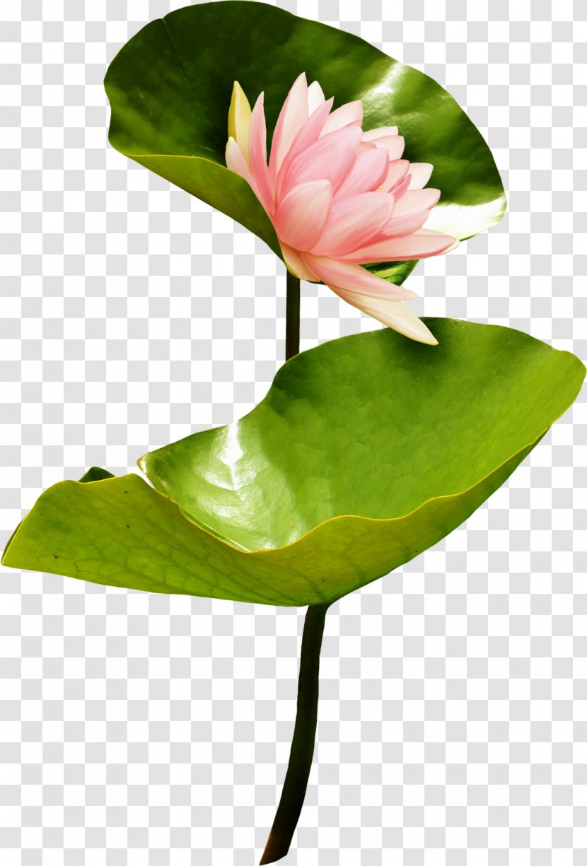 Nelumbo Nucifera Cut Flowers Plant - Pink - Plants Transparent PNG