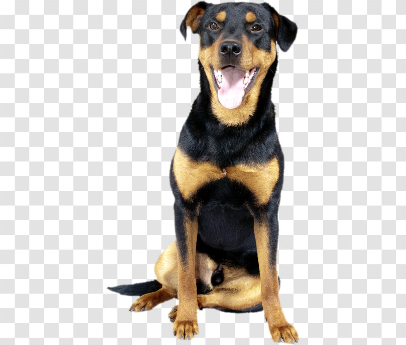 Dog Rottweiler Huntaway Black And Tan Terrier German Pinscher Transparent PNG