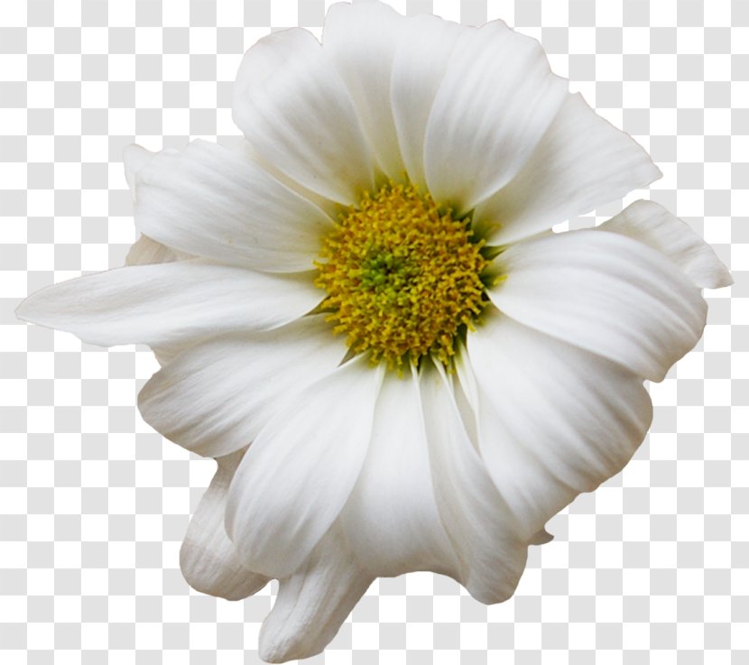Flower Chamomile Floral Design Common Daisy Chrysanthemum - German Transparent PNG