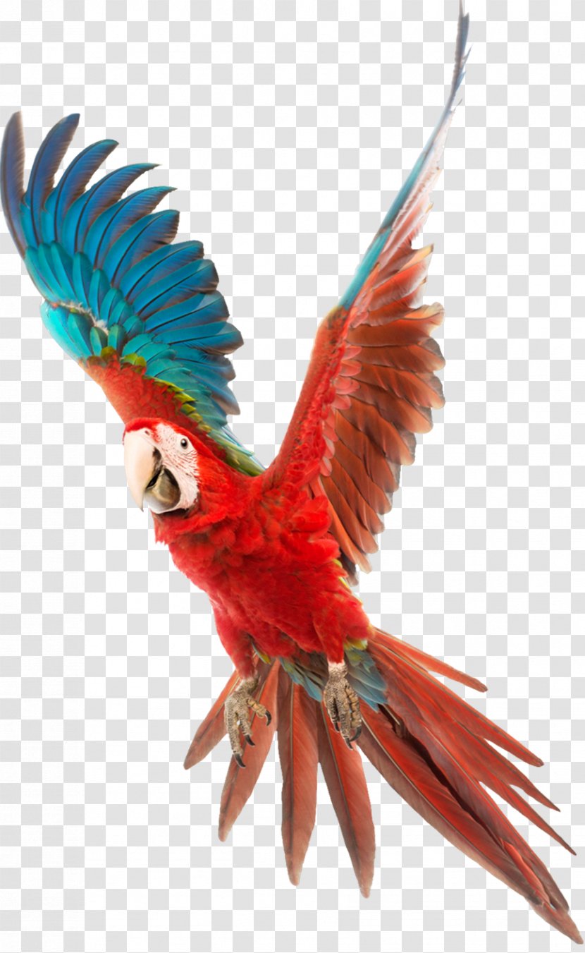 Bird Parrot Video Card Clip Art - Perico Transparent PNG