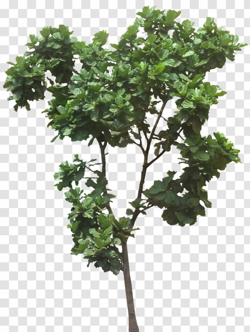 Fiddle-leaf Fig Ficus Microcarpa Weeping Common Plumeria Rubra - Branch - Jungle Transparent PNG