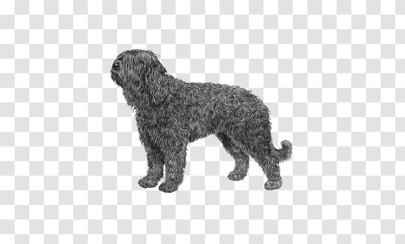 Barbet Spanish Water Dog Wirehaired Pointing Griffon Portuguese Lagotto Romagnolo - English Springer Spaniel Transparent PNG