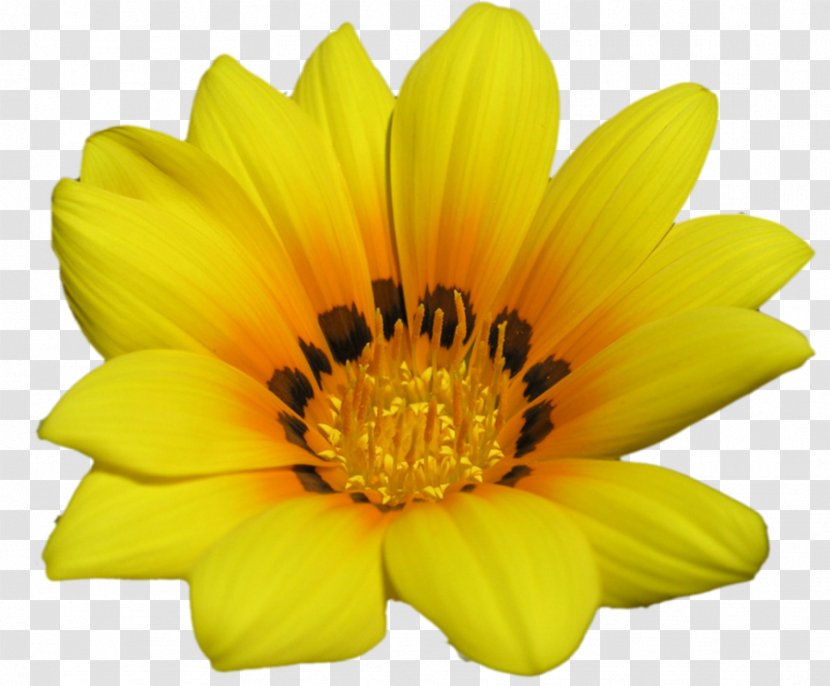Desktop Wallpaper Flower High-definition Television 1080p Green - Petal Transparent PNG