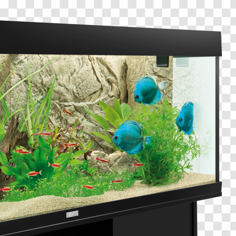 Light Aquarium Color Rock Desktop Wallpaper - Decoration Transparent PNG