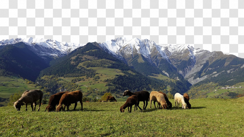 Mustang Mount Scenery Grassland Steppe Mountain Range Transparent PNG