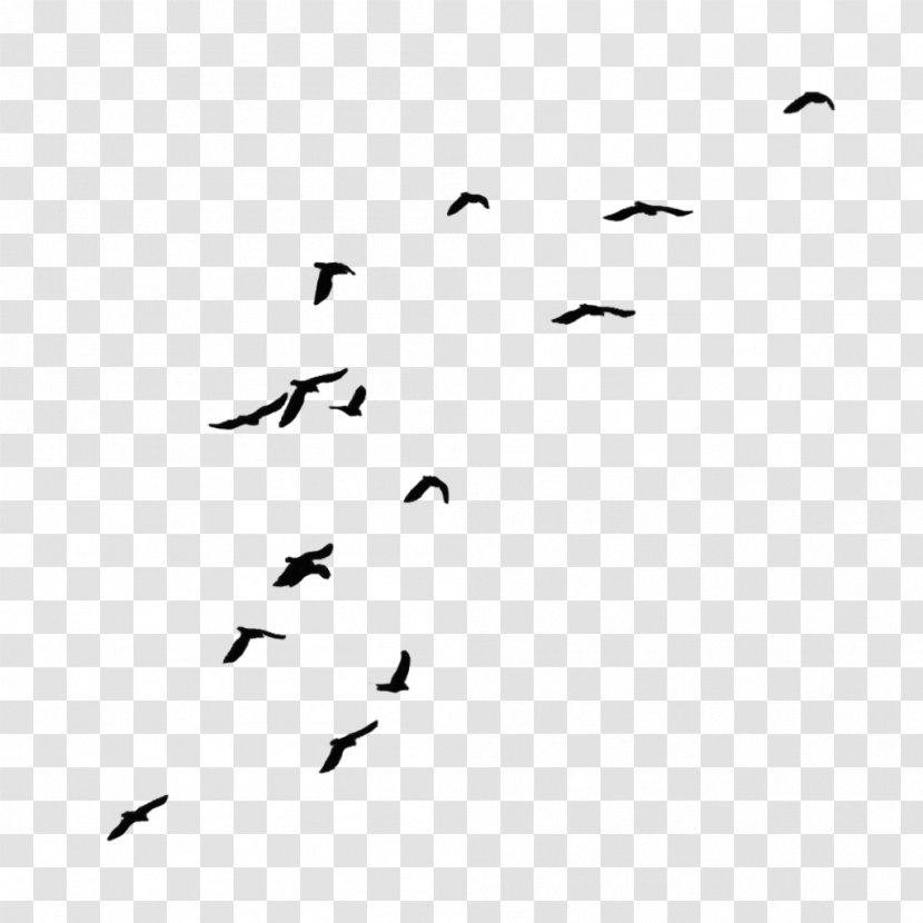 Crow Bird Clip Art - Flight - Seagulls Siloutte Transparent PNG