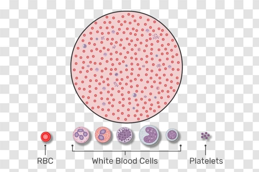Red Blood Cell Complete Count White Platelet - Vessel - A Drop Of Transparent PNG