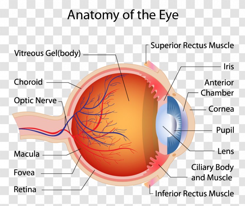 Human Eye Macula Of Retina Muscle Anatomy - Flower Transparent PNG