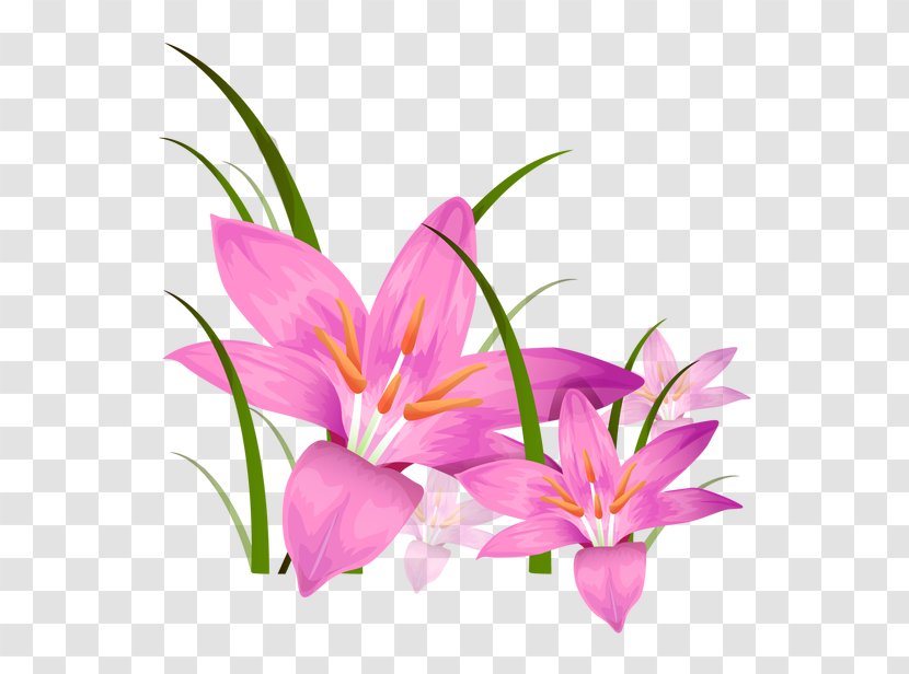 Animation Photography Illustration - Flowering Plant - Lily Floral Elements Transparent PNG
