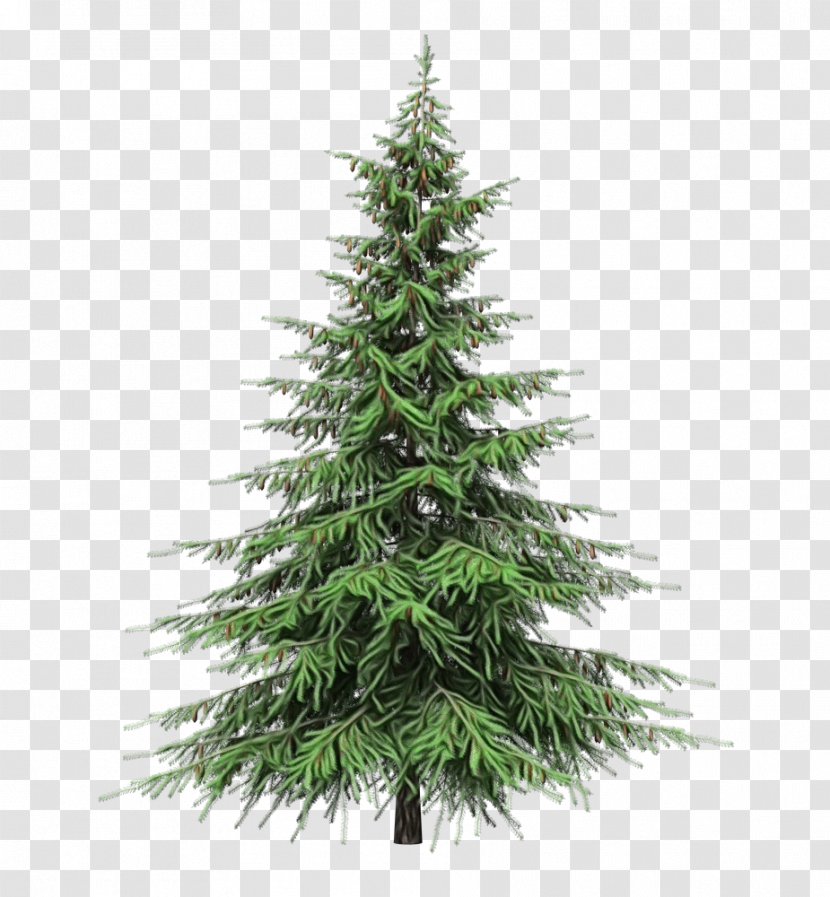Christmas Tree - Wet Ink - Plant Canadian Fir Transparent PNG