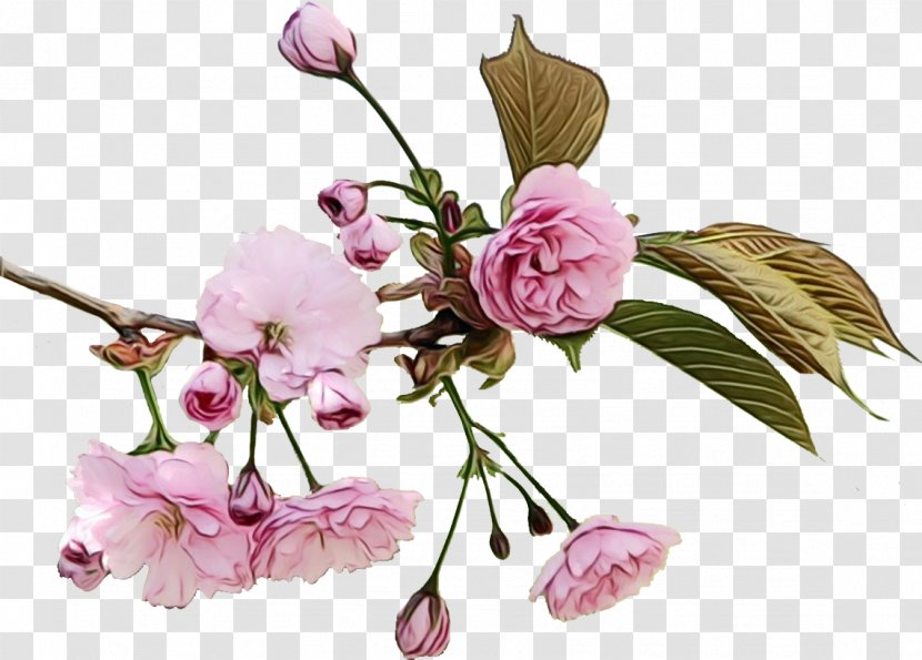 Flower Flowering Plant Cut Flowers Pink - Blossom Branch Transparent PNG