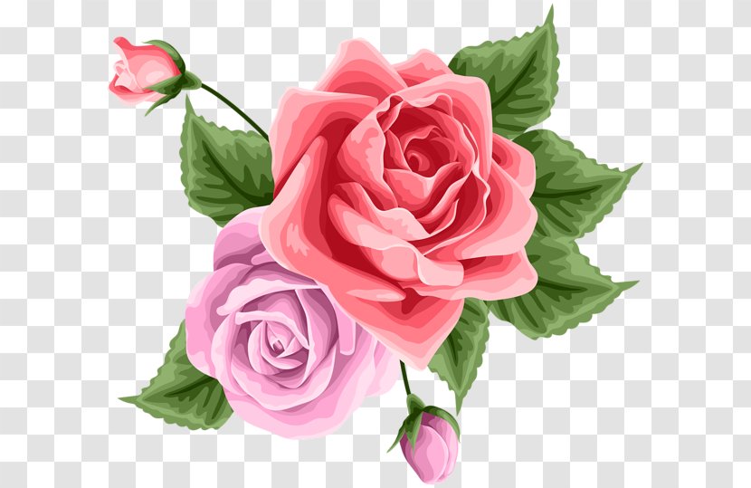 Garden Roses Cabbage Rose Floribunda Cut Flowers Floral Design - Rosa Centifolia Transparent PNG