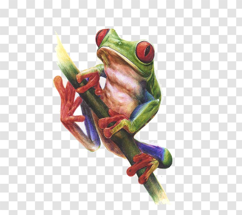 True Frog Watercolor Painting Tree - Organism - Drawing Transparent PNG