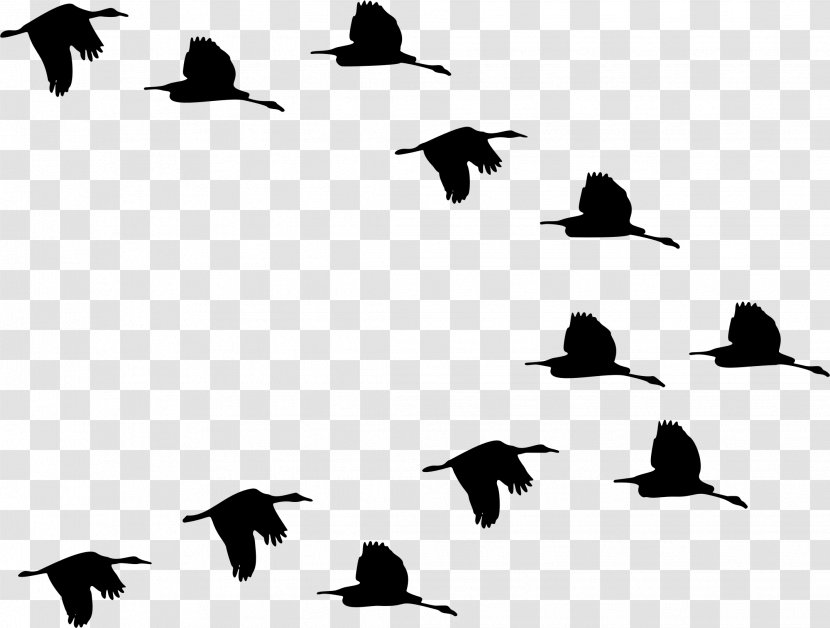 Duck Mallard Goose Bird Cygnini - Black And White - Saw Transparent PNG