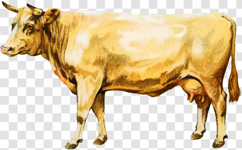 Dairy Cattle Ox Taurine Livestock Calf - Bauernhof - Beef Transparent PNG