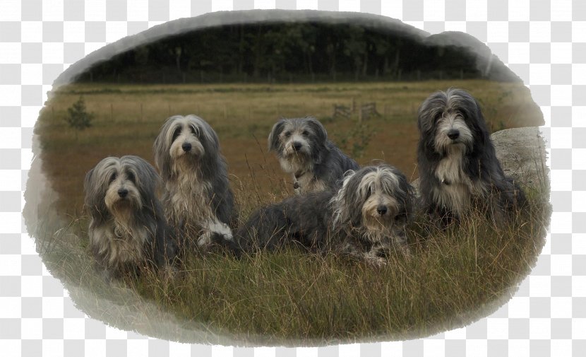 Dandie Dinmont Terrier Otterhound Tibetan Glen Petit Basset Griffon Vendéen - Collie Welpen Transparent PNG