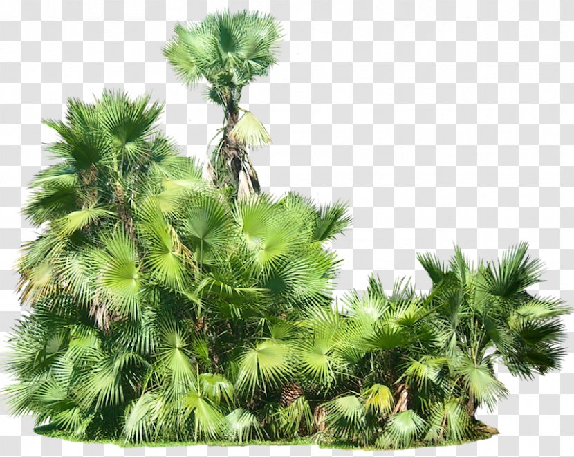 Plant Tropics Arecaceae Clip Art - Areca Palm - Tropical Transparent PNG
