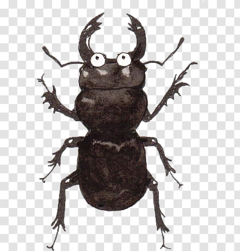 Insect Stag Beetles Pest Blister Beetle - Darkling Transparent PNG