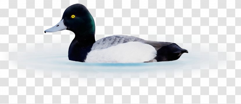 Bird Duck Water Ducks, Geese And Swans Beak - Watercolor - Lesser Scaup Mallard Transparent PNG