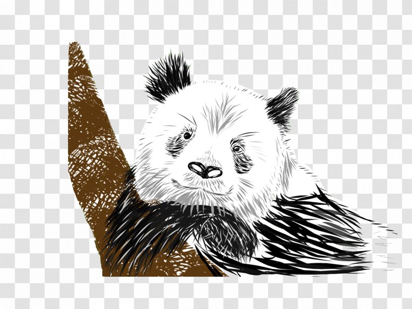 Bear Giant Panda Drawing - Hand-painted Logo Transparent PNG
