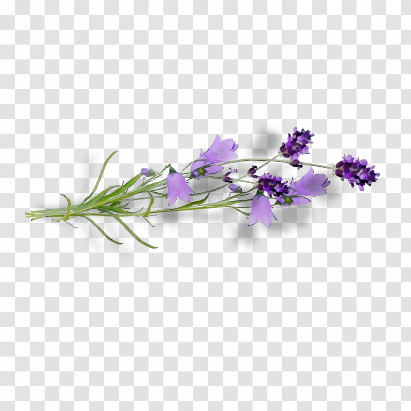 Lavender - Plant - Bellflower Family Sweet Pea Transparent PNG