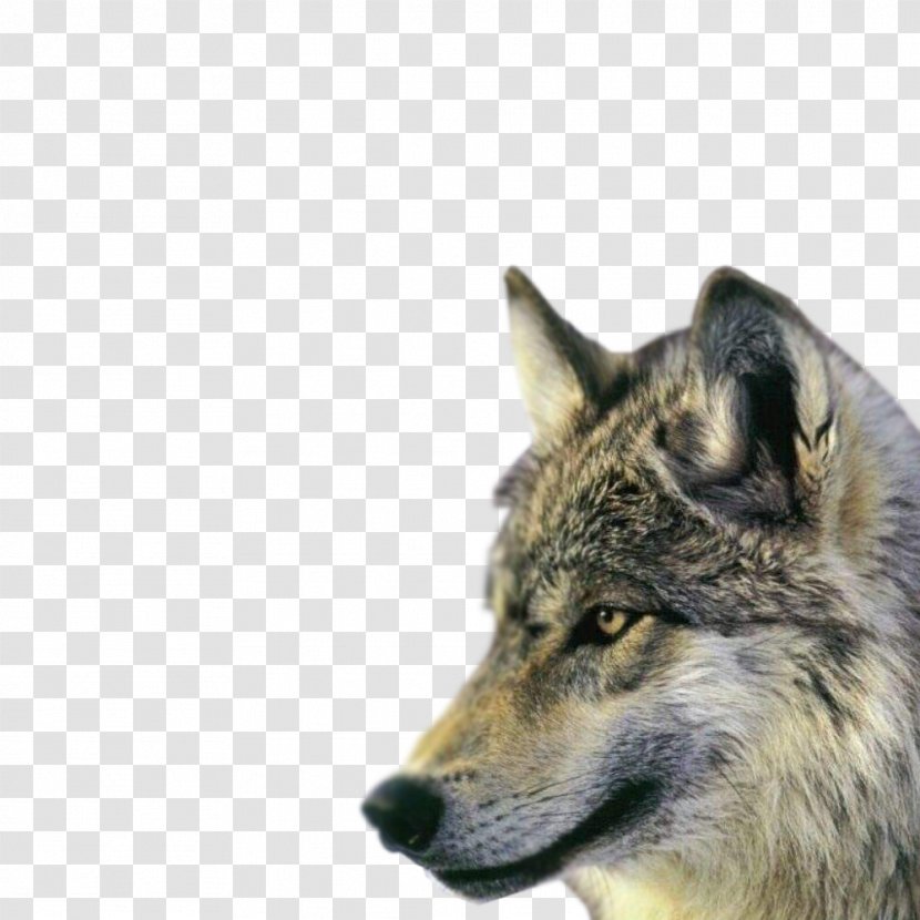 Rocky Mountains Northern Mountain Wolf Dhole Wildlife Canis Lupus Youngi - Czechoslovakian Wolfdog - Animal Avatar Transparent PNG