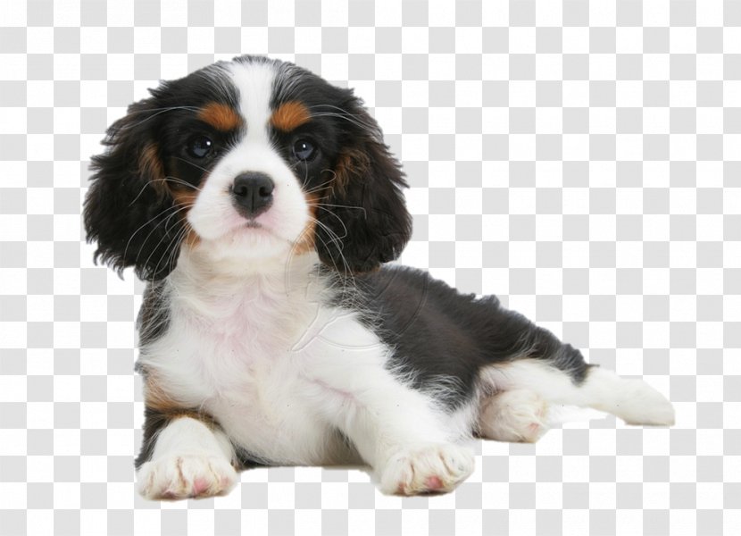 Cavalier King Charles Spaniel Puppy Cavachon Dog Breed Transparent PNG