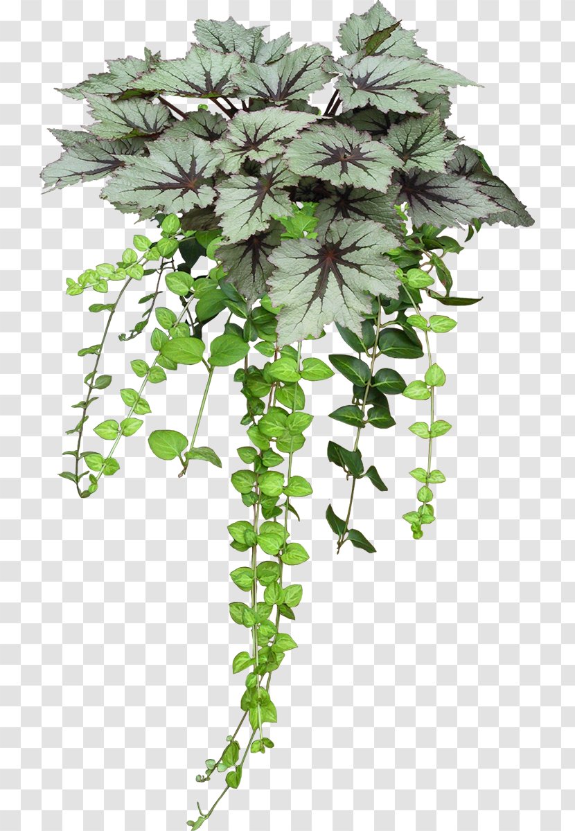 Flowerpot Image Plants - Ivy - Soylent Green 2 Transparent PNG