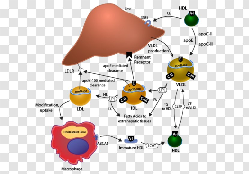 Cholesterol Water - Atherosclerosis - Diagram Transparent PNG