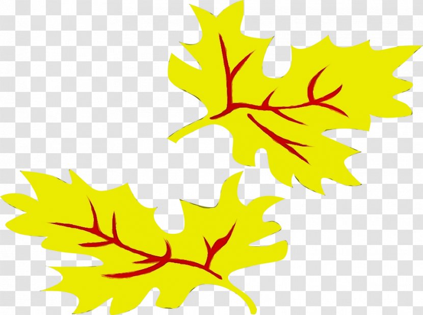 Autumn Leaf Drawing - Plant - Silver Maple Transparent PNG