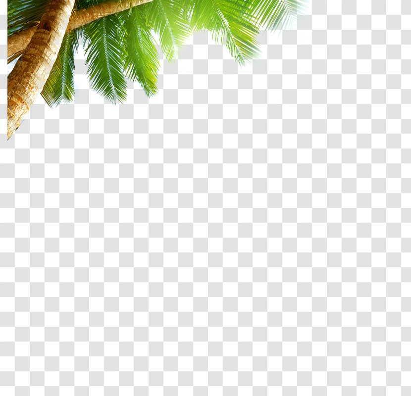 Beach Sea Sky AliExpress Wallpaper - Coconut - Tree Transparent PNG