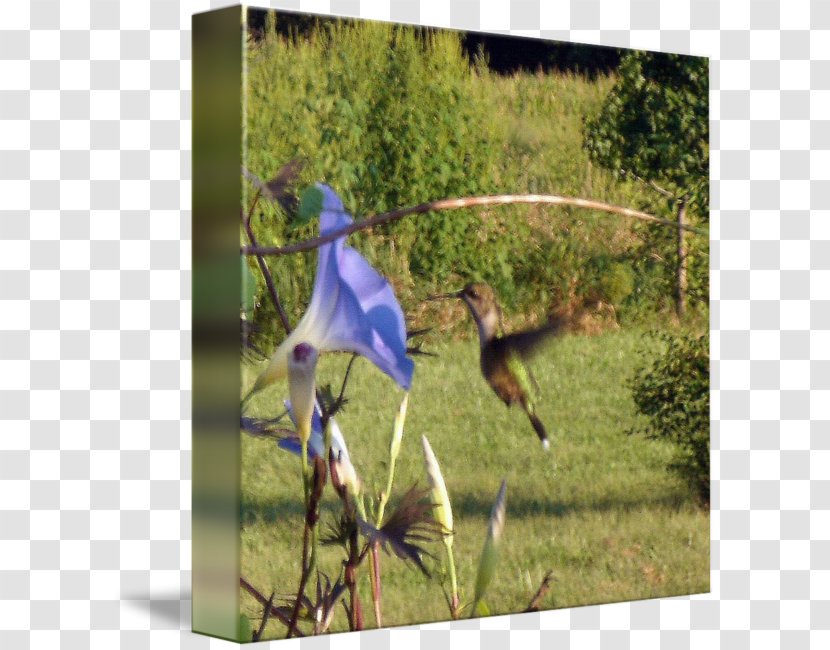 Fauna Crane Ecosystem Hummingbird M Transparent PNG