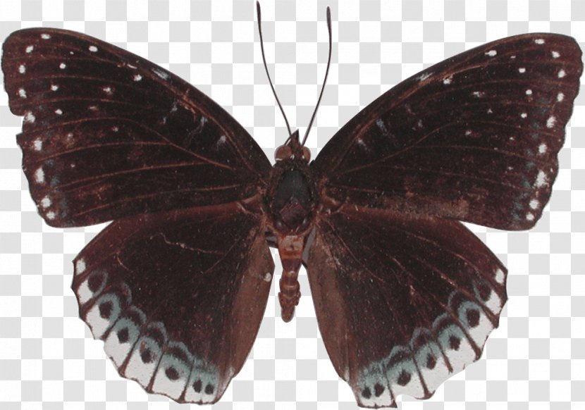 Butterfly Moth Archduke Lexias Pardalis Brush-footed Butterflies - Heart Transparent PNG