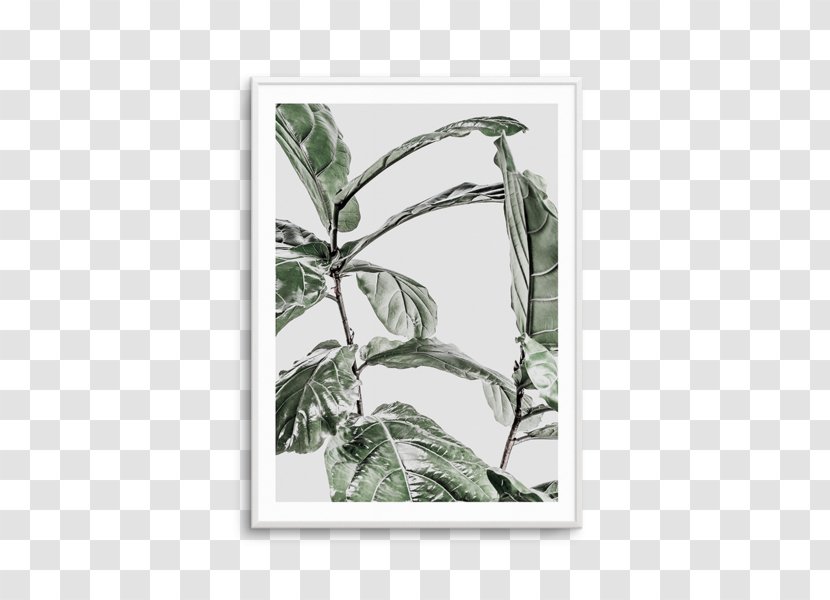 Fiddle-leaf Fig Common Abstract Plakat Naukowy Fine-art Photography - Printing Transparent PNG