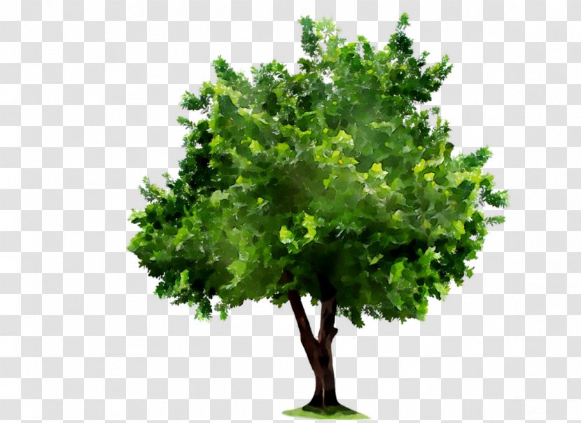 Vector Graphics Tree Image Oak Royalty-free - Arbor Day - Plant Transparent PNG