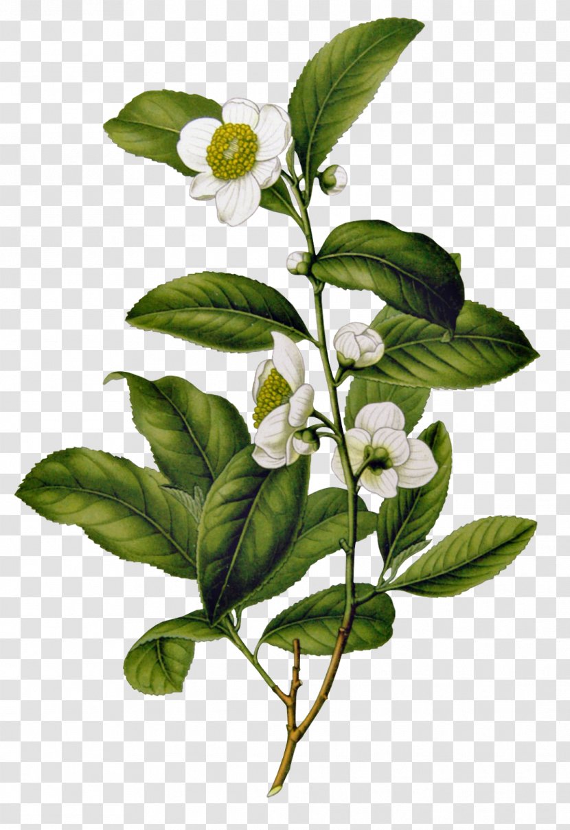 Assam Tea Camellia Sinensis Flowering Chinese - Branch Transparent PNG