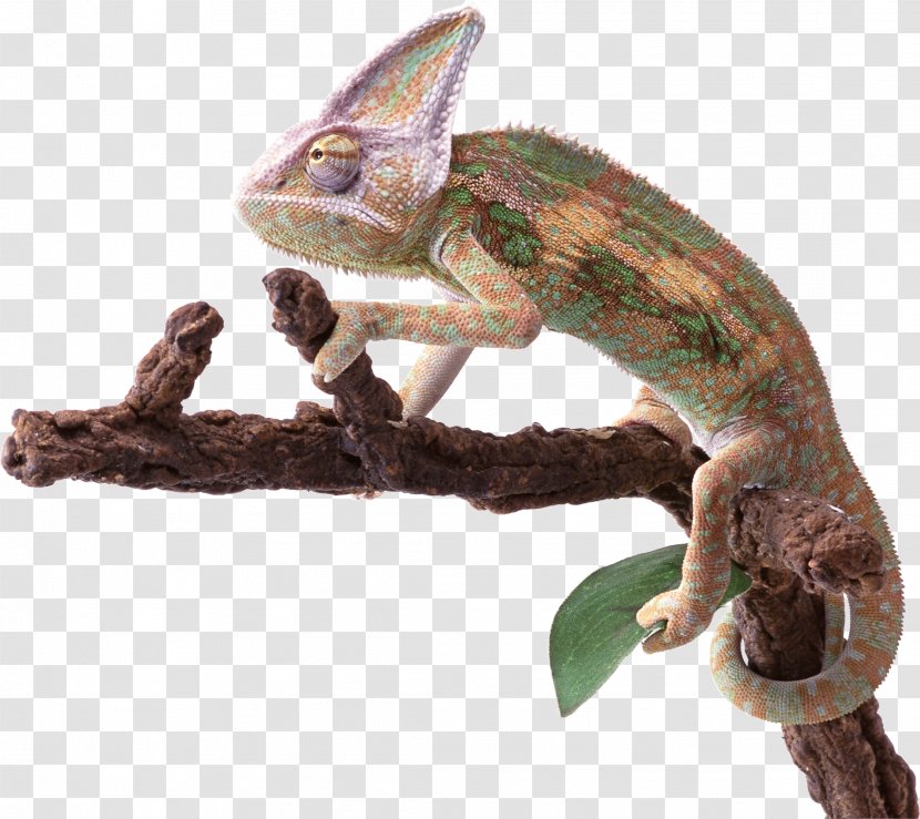 Reptile Lizard Chameleons - Iguania - Chameleon Transparent PNG