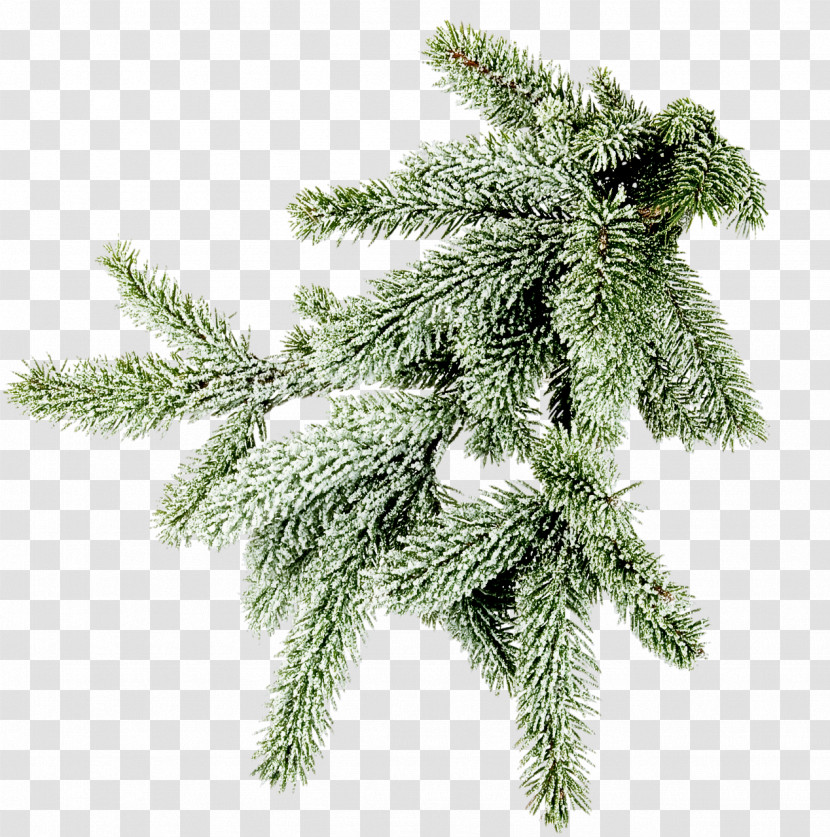 Columbian Spruce Shortleaf Black Spruce White Pine Yellow Fir Tree Transparent PNG